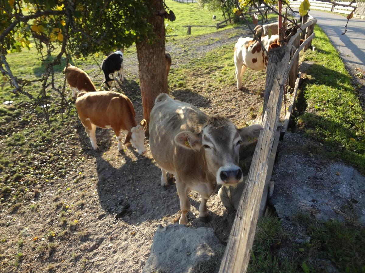 Pernerhof * Aich (Styria)